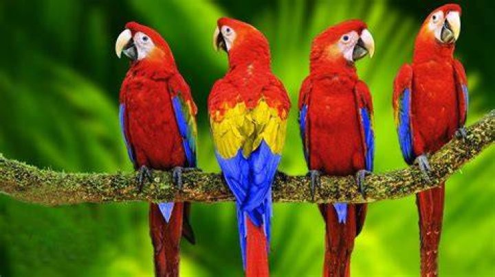 macaw parrots