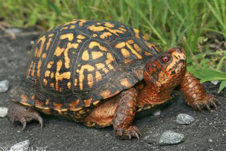 Male red-eyed Eastern Box turtle