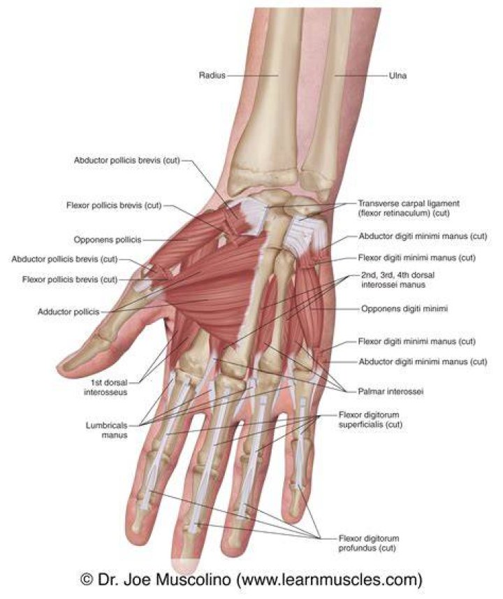muscles of the hand and arm