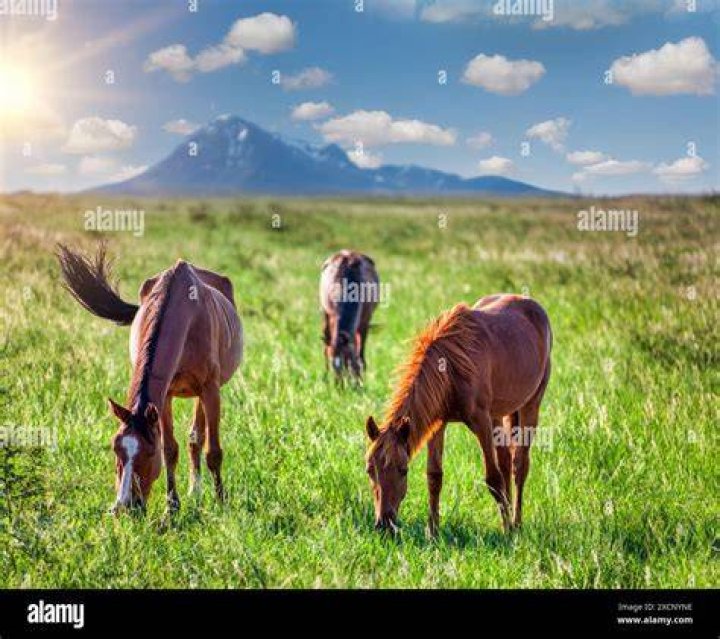 mustang on the field