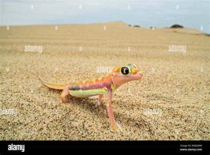 Namib Sand Gecko 