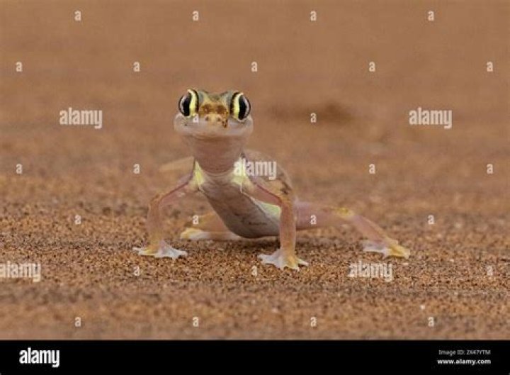Namib Sand Gecko_Mark Bridge_Shutterstock