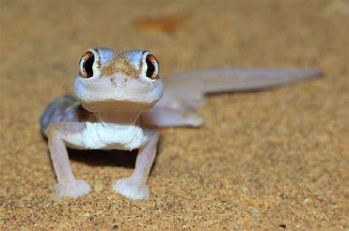 Namib Sand Geckos