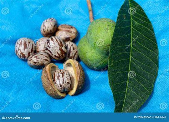 Natural Rubber Fruit with Seed Stock Image Image of plantation