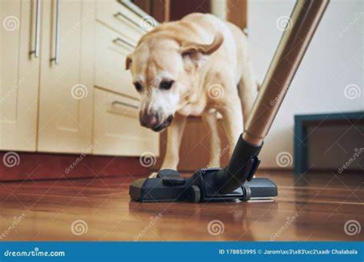 Naughty dog barking on vacuum cleaner