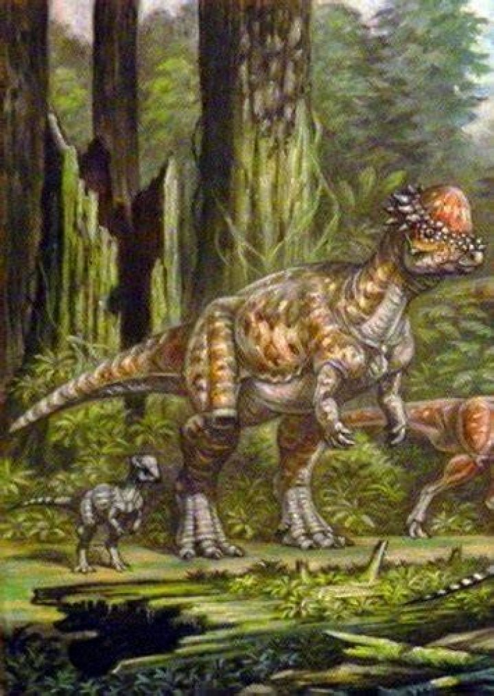 Pachycephalosaurus Fan Casting