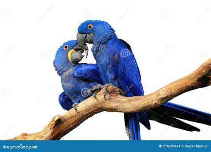 pair of blue hyacinth macaws perched on branch touching beaks