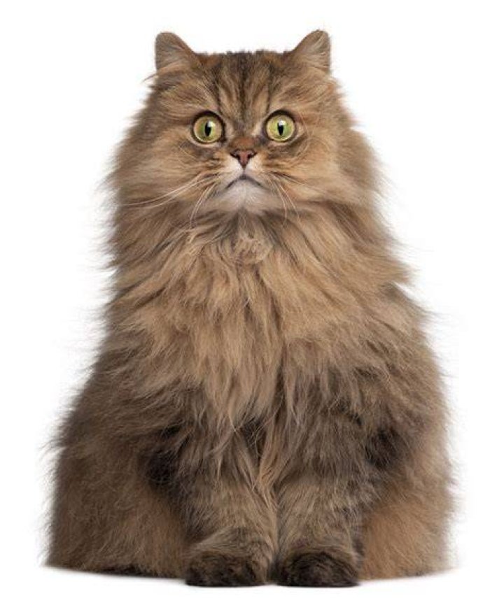 Persian cat 6 years old