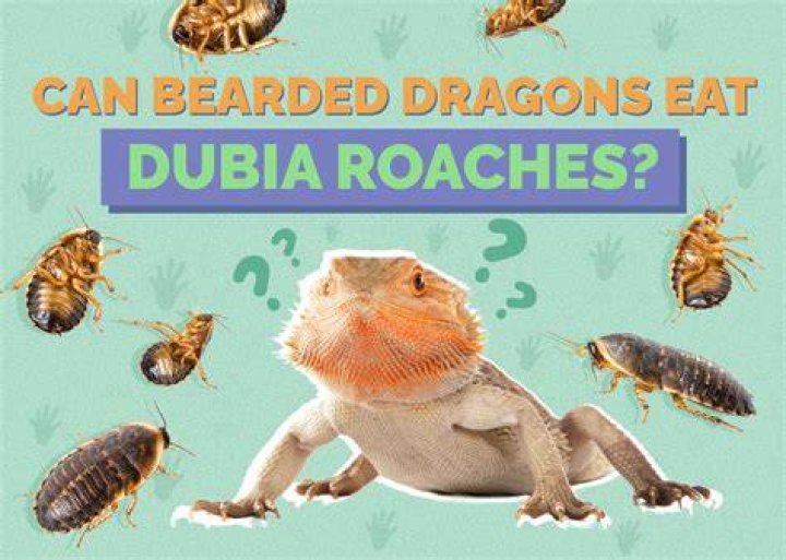 PetKeen_Can Bearded Dragons Eat_earthworms