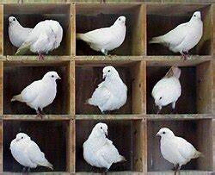 Pigeonhole principle Wikipedia