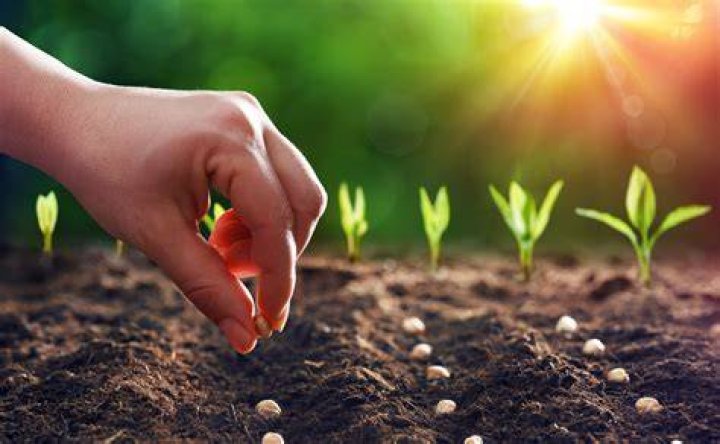 Planting a Seed, Growing Your Reach Online