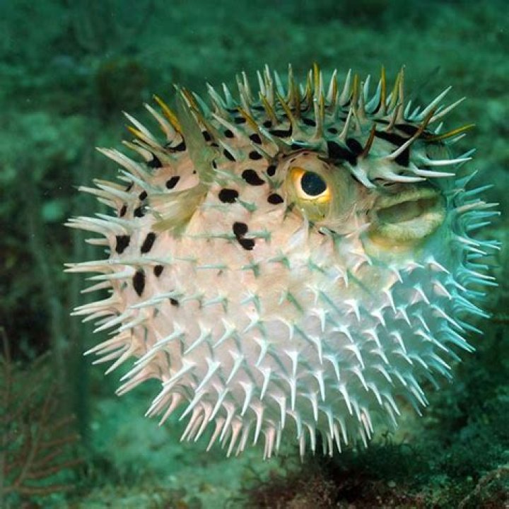 Puffer fish contain a poison that attacks the nerves and causes death to the victim. Back in 2017, a washed-up puffer fish was seen on Mount main beach. Photo / George Novak