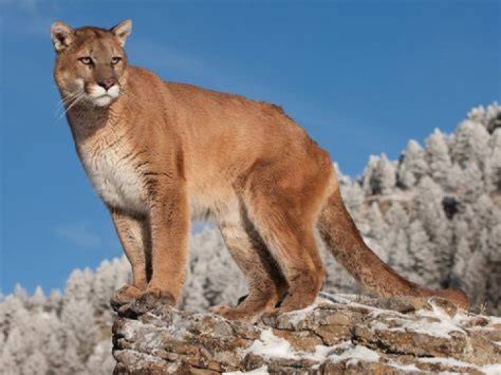 Puma's net worth: How much is Puma worth? All the details and numbers