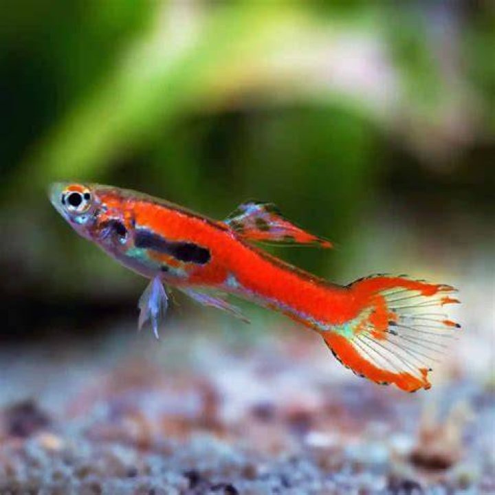 Red Scarlet or Chilli Endler Guppy_Pavaphon Supanantananont_shutterstock