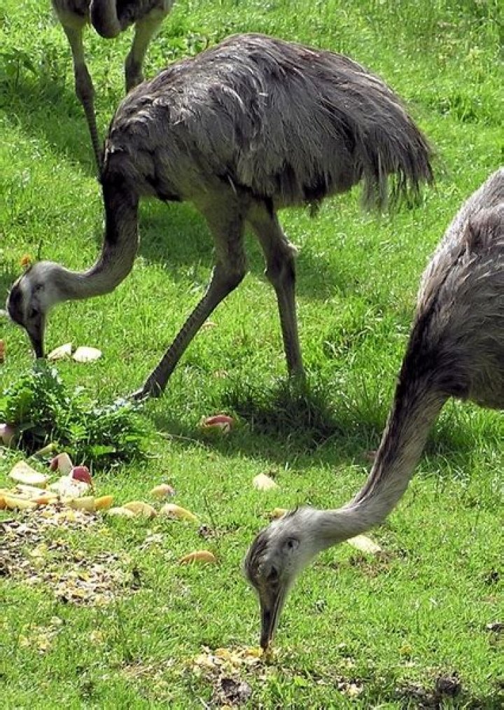 Rhea (Bird) Fan Casting