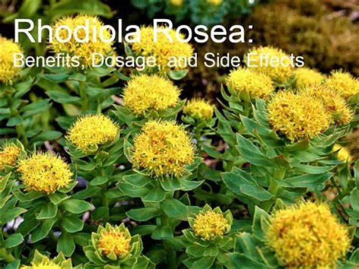 Rhodiola Side Effects Estrogen - Statcare
