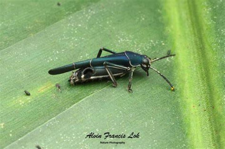 Ripipteryx (?) Ecuador "Mud Cricket" Ripipterygidae Flickr
