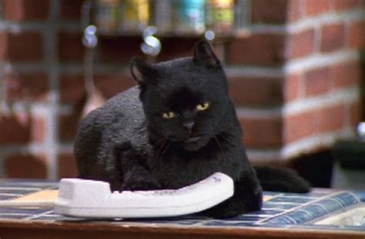 Salem the cat in "Sabrina the Teenage Witch."