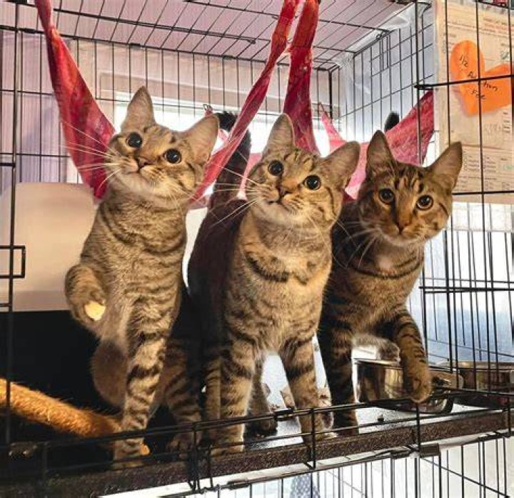 Shelter cat