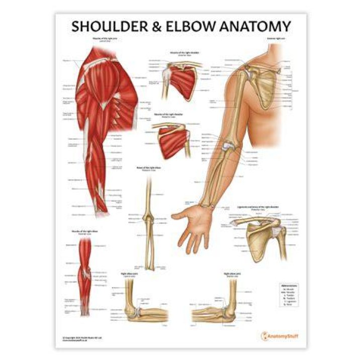 Shoulder, Arm, Elbow, Joint, Standing, Leg, Fitness professional, Wrist, Knee, Muscle, 