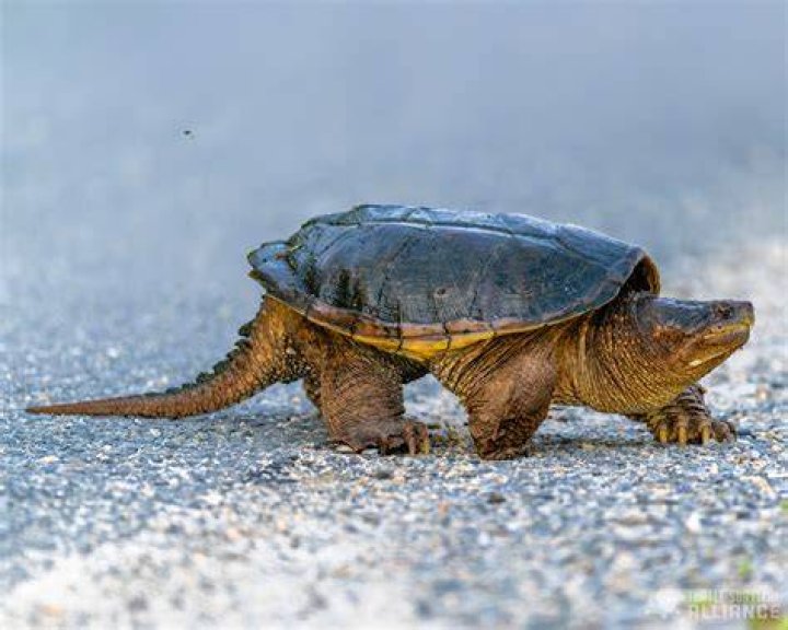 Snapping turtle