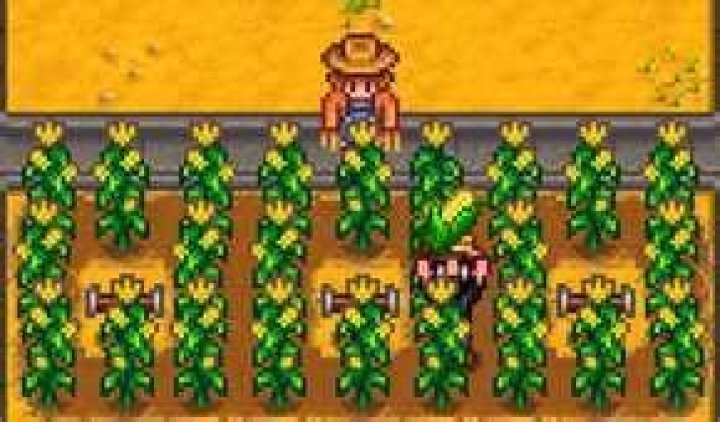 The player character grows corn in Stardew Valley