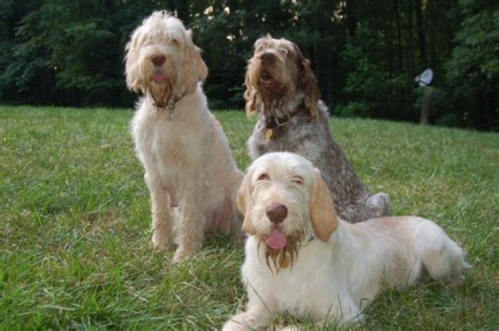 three spinone italiano dogs