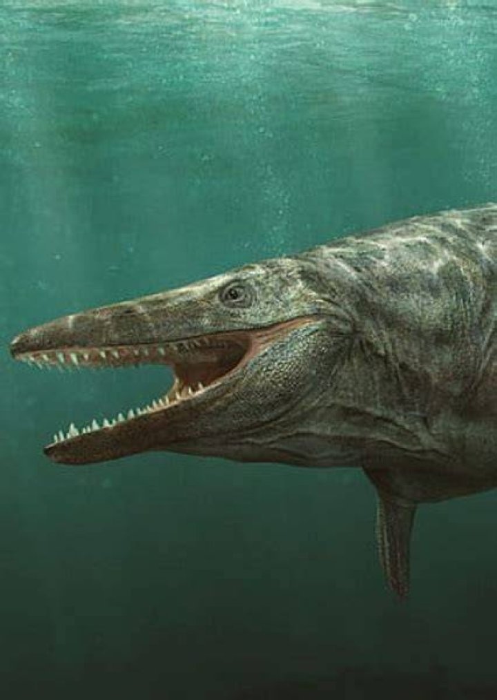 Tylosaurus Fan Casting