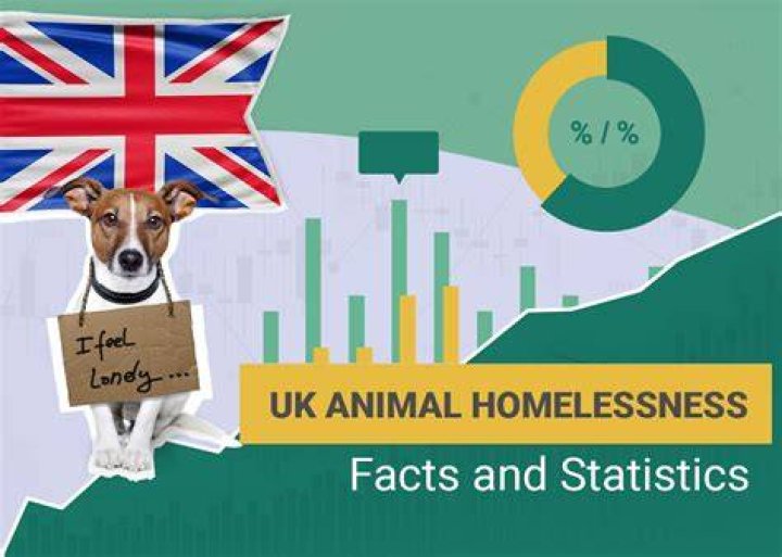 UK Animal Homeslessness Facts and Statistics
