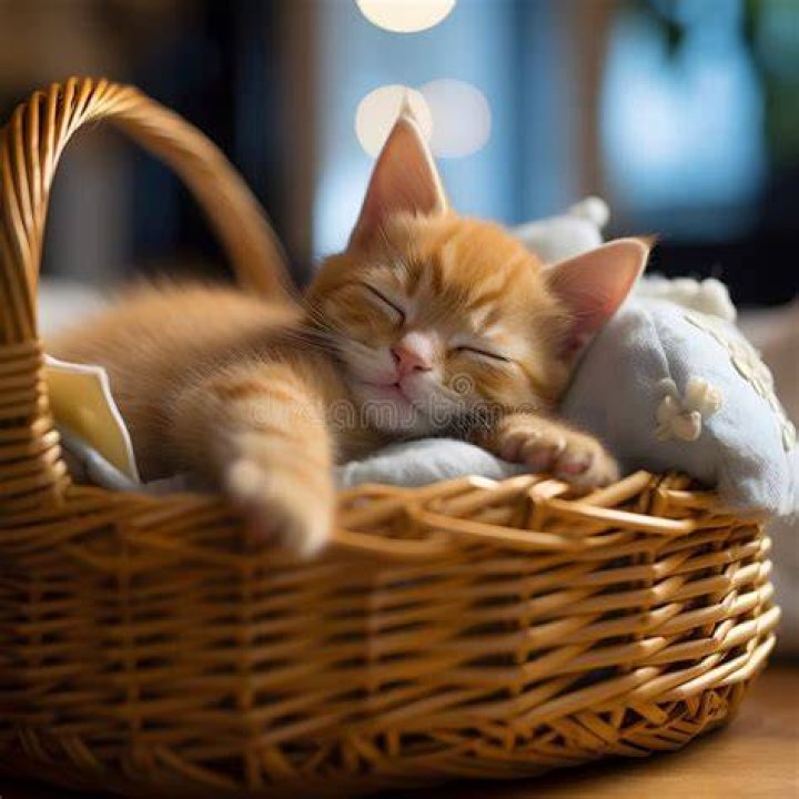 zero sleeping in basket with candy cane